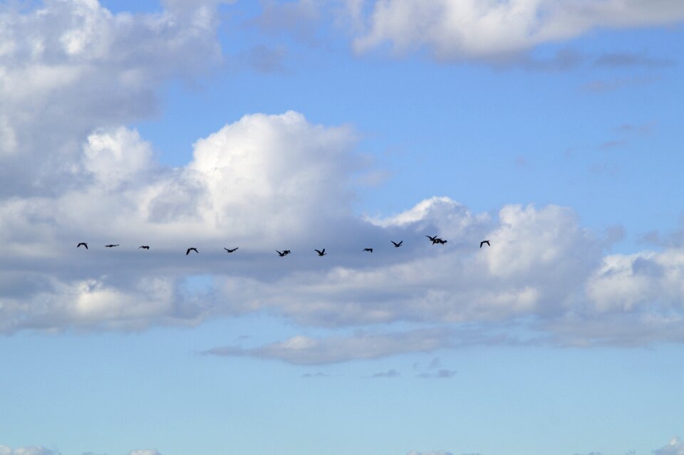 Flying geese in a row
