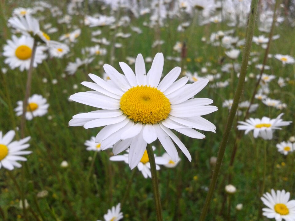 Petal flowering field