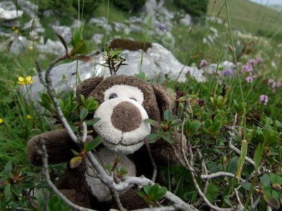 Teddy bear blueberries excursion