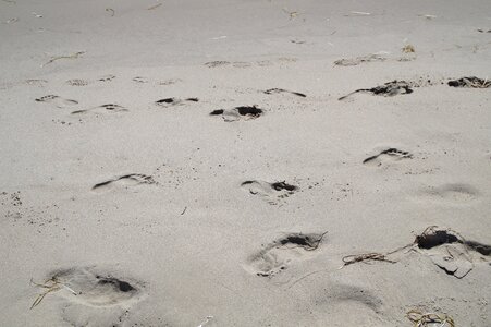 Beach footprint tracks in the sand photo