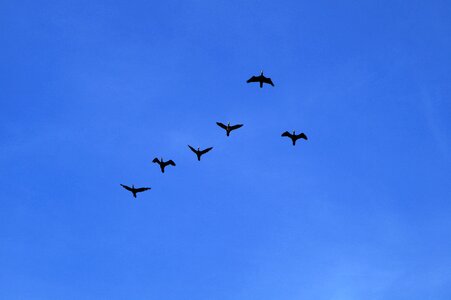 Migratory birds flying swarm photo