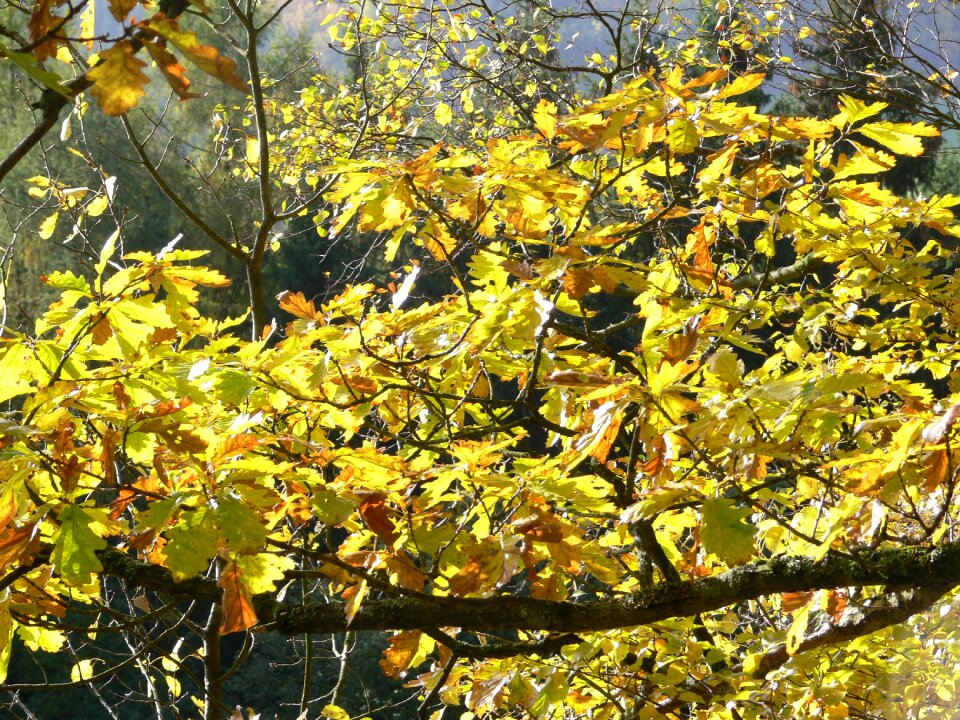 Autumn branches crotch