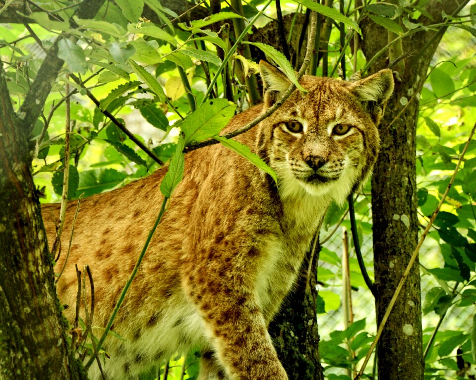 Predator mammals eurasischer lynx photo