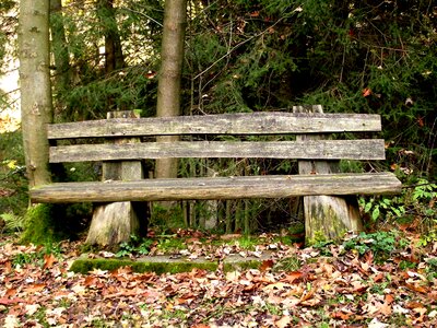 Forest bench rest photo