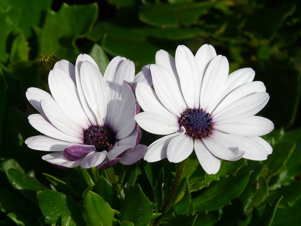 Summer white cut flowers