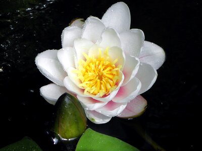 Water lily pond white flower