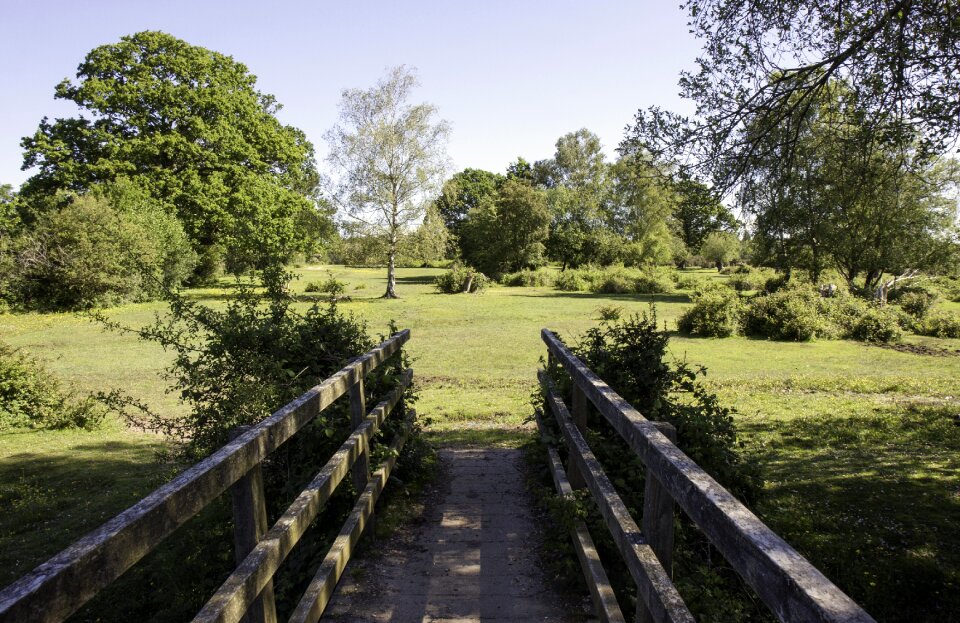 Nature landscape wood