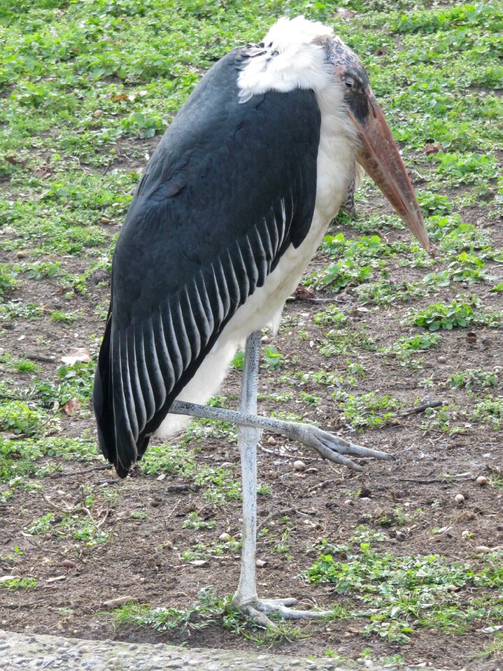 Scavengers stork-like eastern