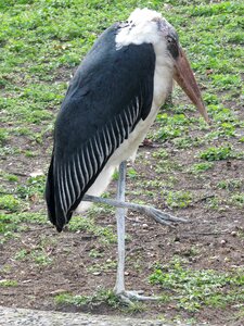 Scavengers stork-like eastern