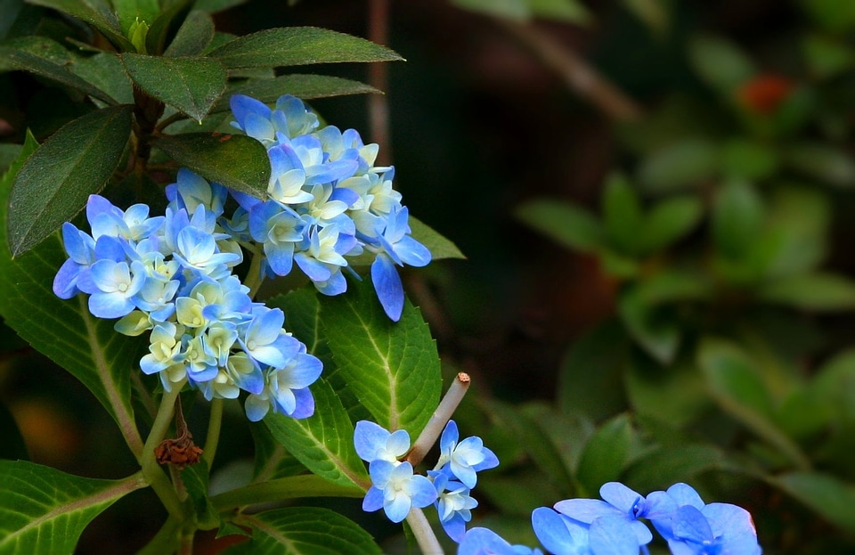 Plant shrub flora