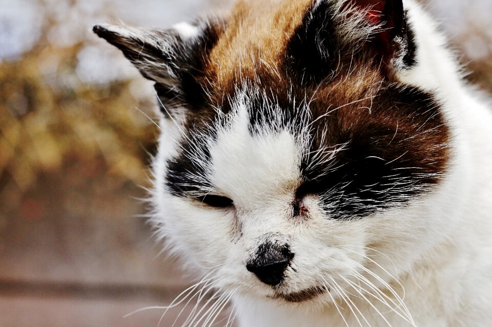 Kitten domestic kitty