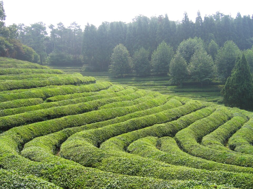 Tea green tea plantation plantation
