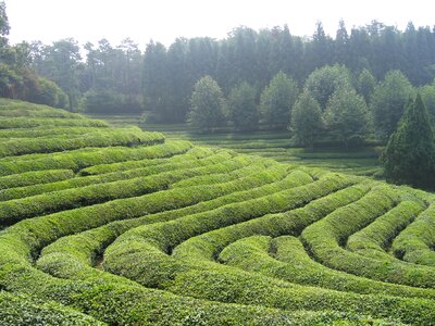 Tea green tea plantation plantation photo