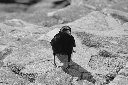 Wild nature animal
