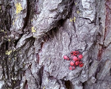Tree red bugs gray fire