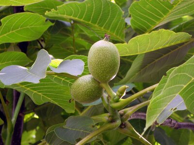 Walnut cap walnut tree