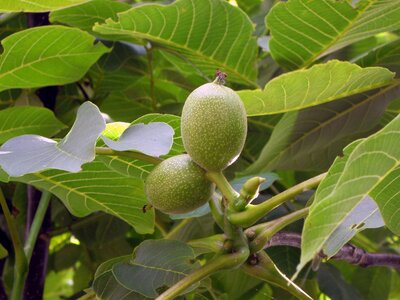 Walnut cap walnut tree photo