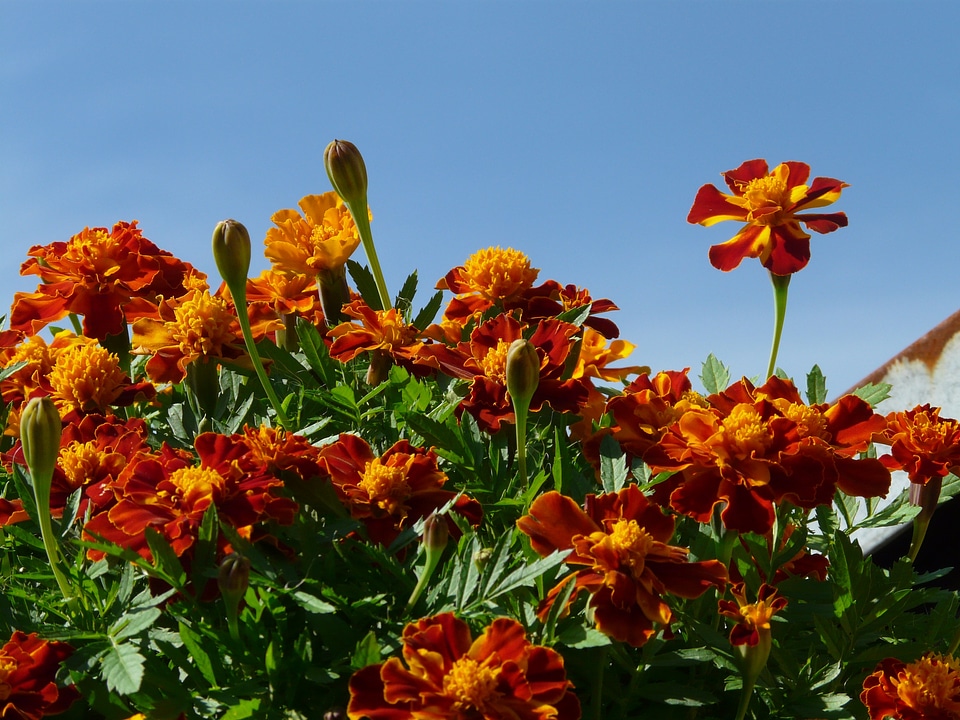 Colorful color marigolds