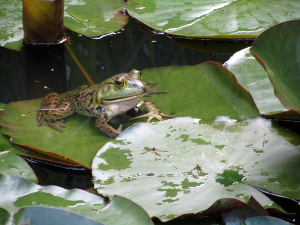 Amphibian animal nature