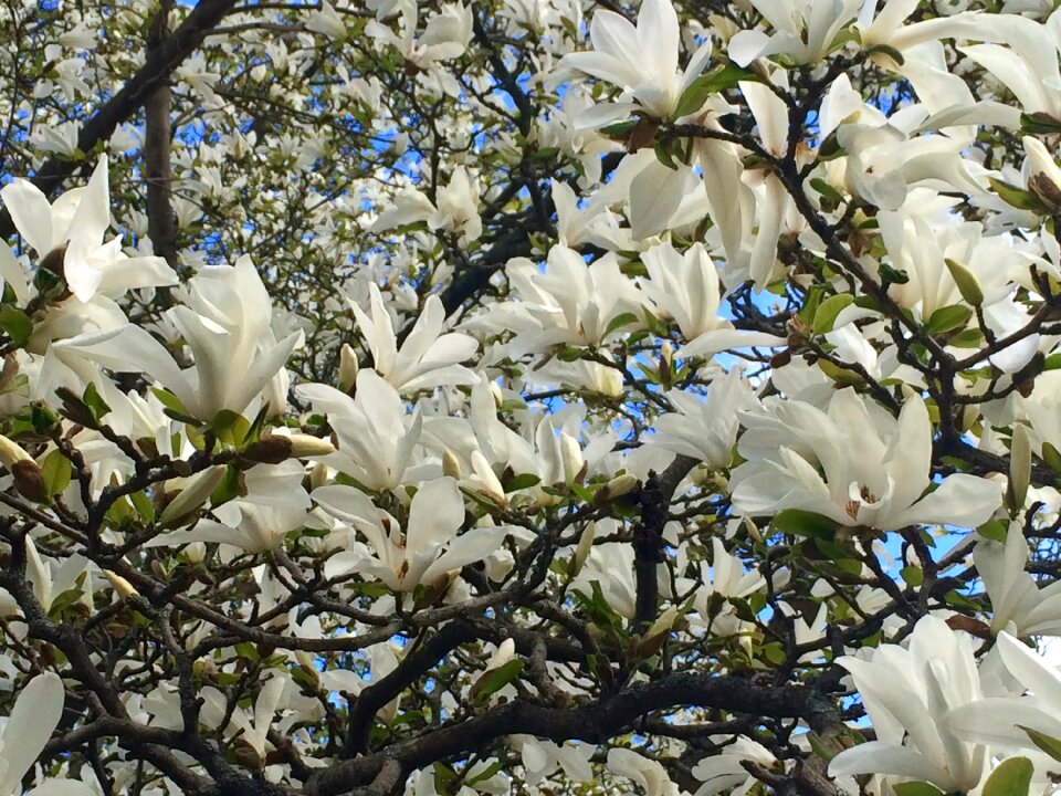Flower white