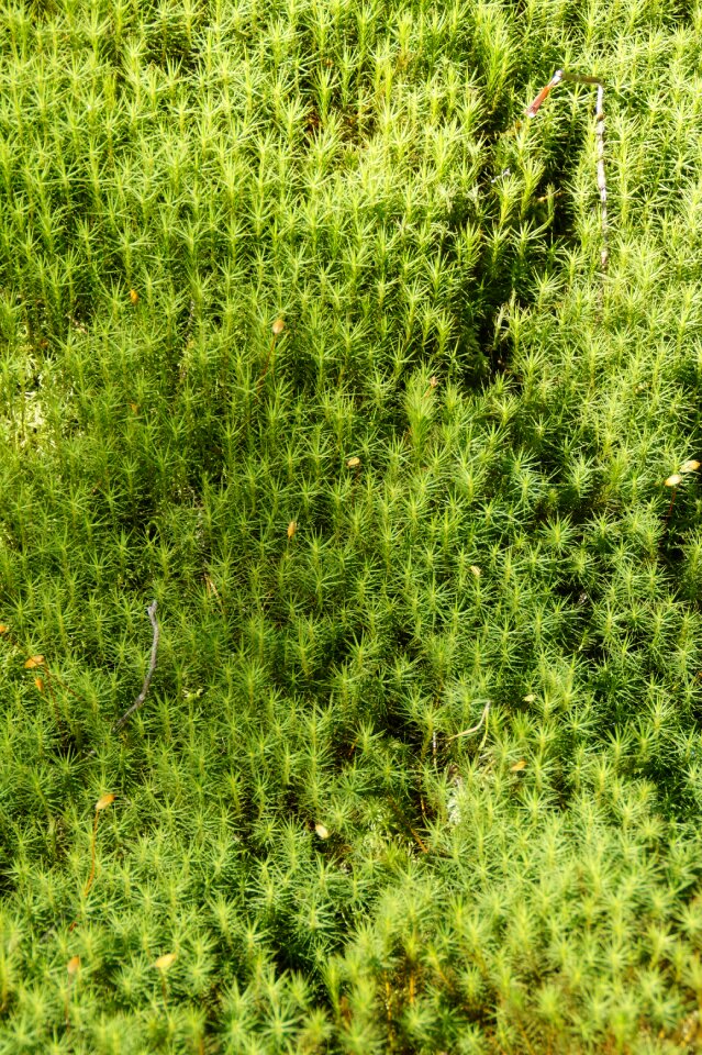 Texture structure nature