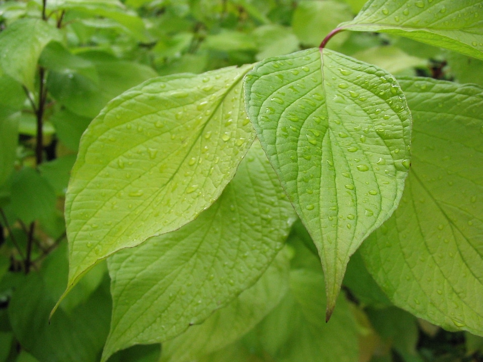 Leaf fresh detail