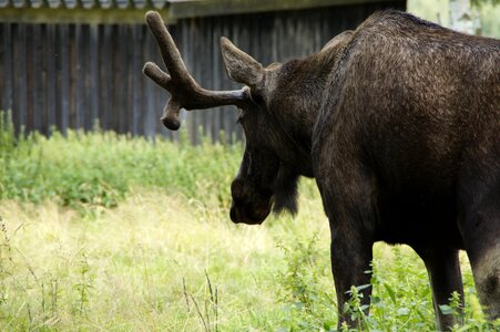 Antler sweden animal
