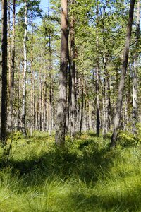 Trees sweden birch