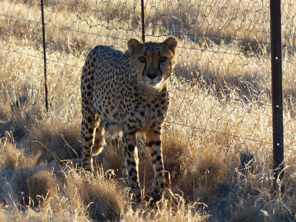 Tame nambia hammerstein lodge