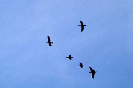 Migratory birds flying swarm photo