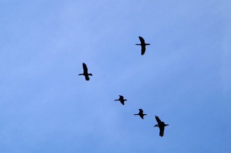 Migratory birds flying swarm