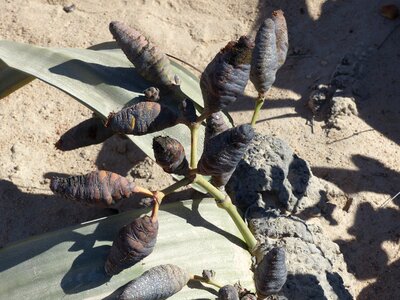 Welwitischia mirabilis desert plant namib desert photo