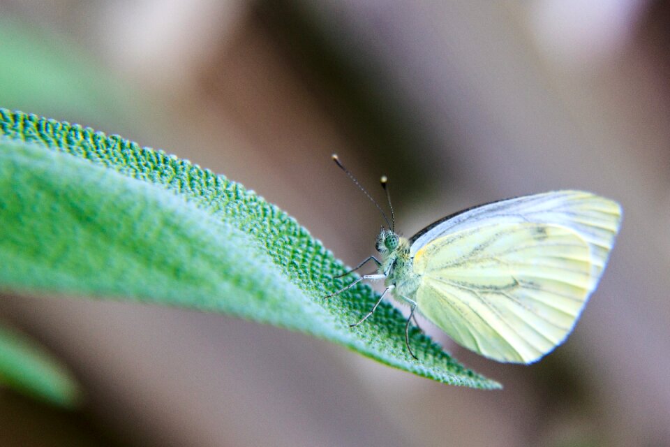 Butterfly animal close up
