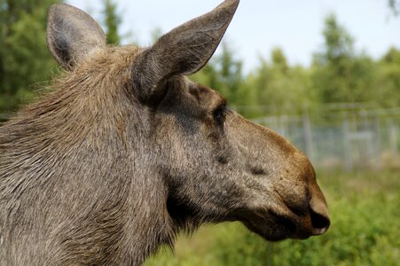 Moose cow sweden female