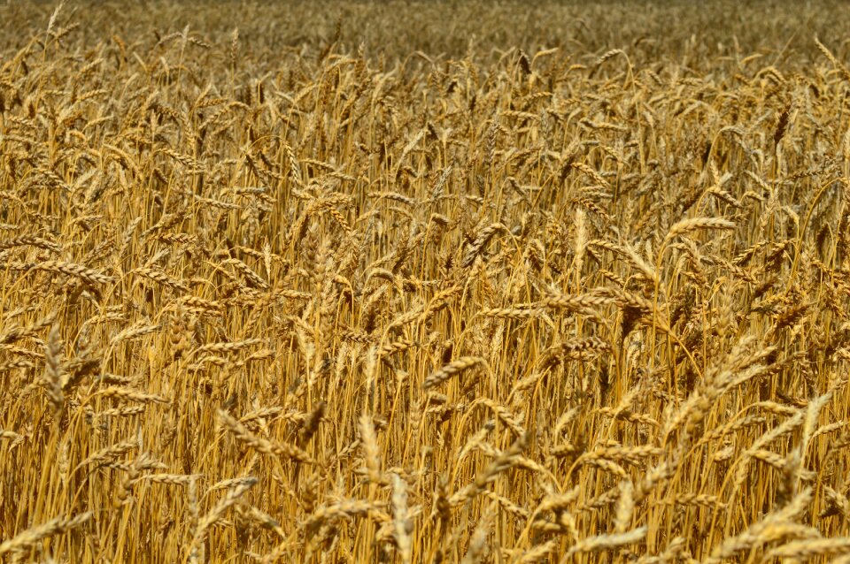 Agriculture farming yellow