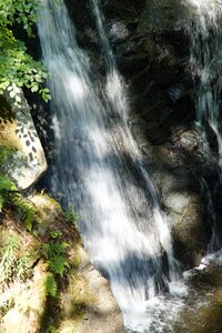 Deciduous forest water nature photo