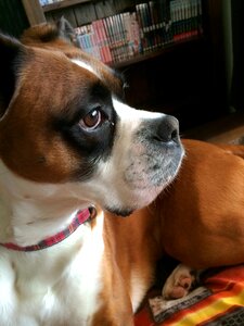 Boxer loyal pedigreed