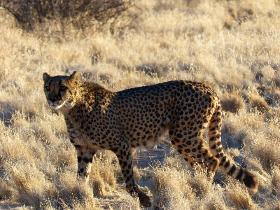 Cheetah elegant wildcat