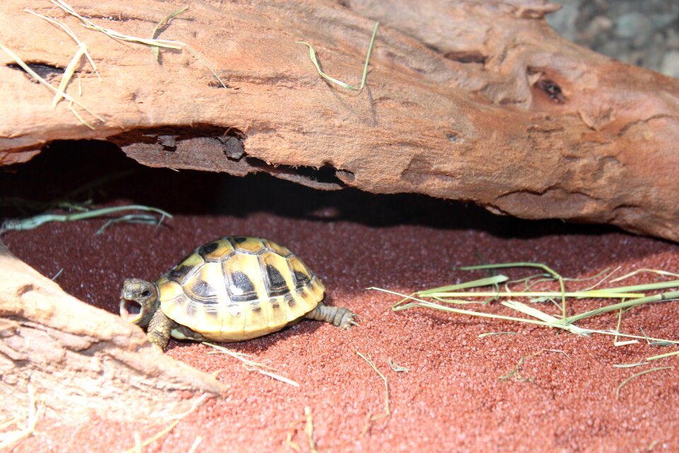 Turtle animal zoo