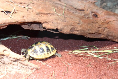 Turtle animal zoo