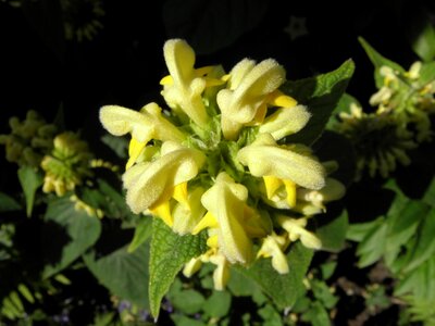 Yellow flower phlomis russeliana
