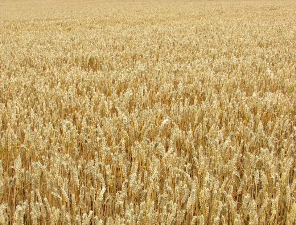 Golden field harvest
