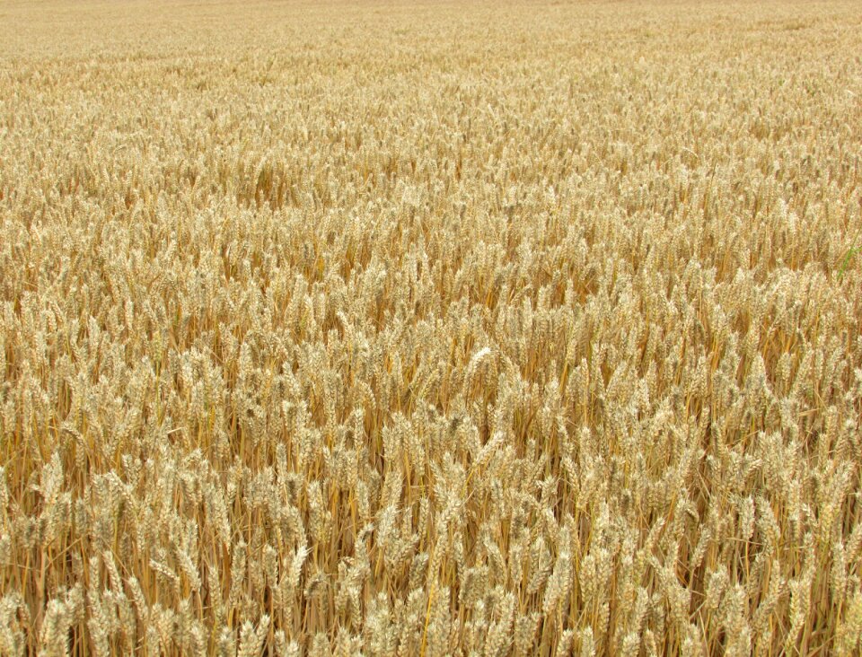 Golden field harvest photo