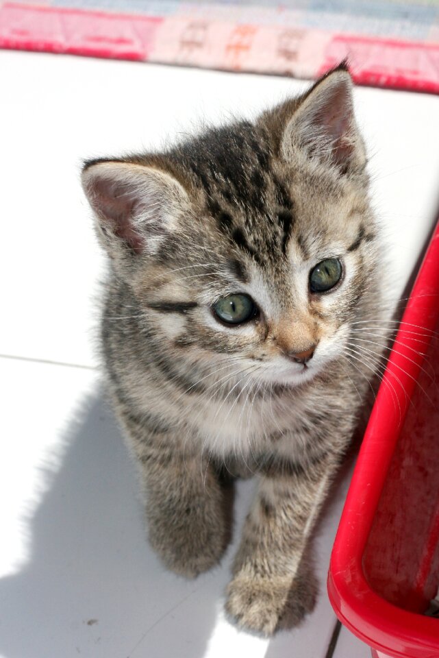 Animals gata pet
