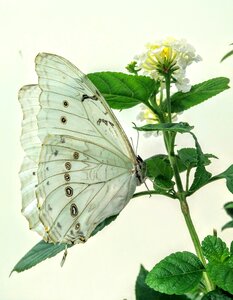 Insect nature macro