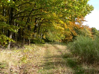 Away trees lane photo