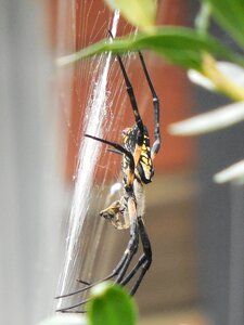 Net insect design