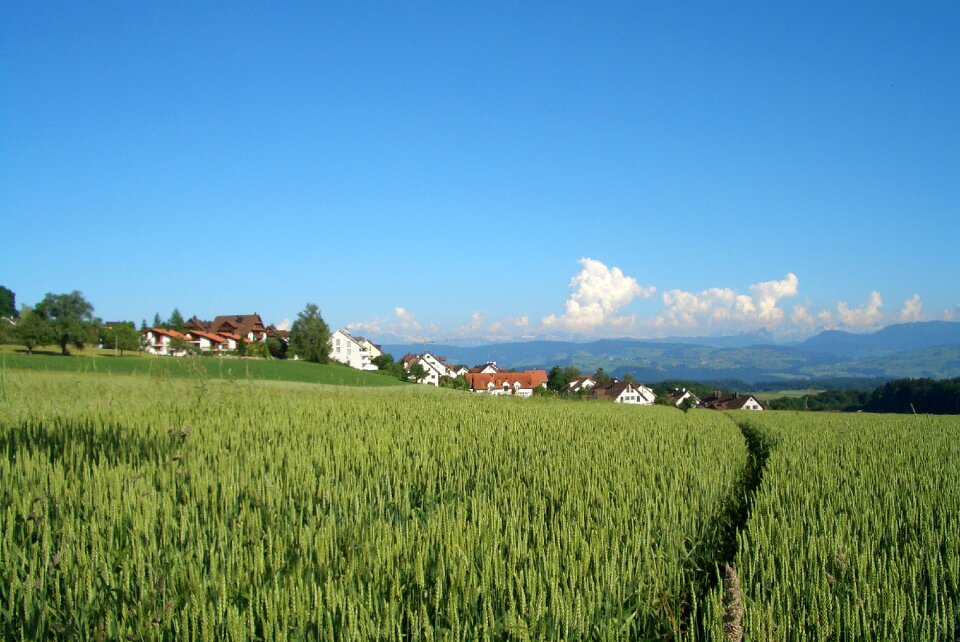Landscape meadow hill