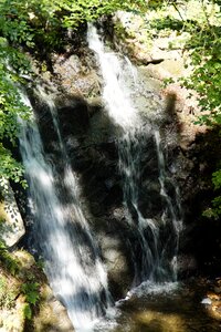 Deciduous forest water nature photo