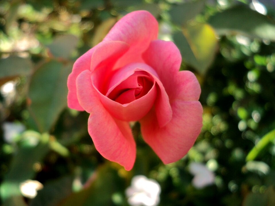 Roses life people